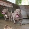 8 MONTH OLD FEMALE NANO EXOTIC AMERICAN BULLY