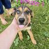 Shepsky mix puppies
