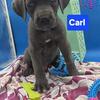 Click to see several Cane Corso M/F ICCF World Champion Blue Black Blue Brindle!