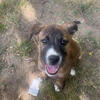 Rehoming my Pitbull/German Shepherd mix pup