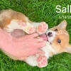 Corgi Puppies! Fee reduced 