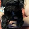 9 month old miniature schnauzers puppies