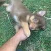 Miniature Australian Shepherds For Sale