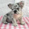 EXOTIC FRENCH BULLDOGS FLUFFY / BIG ROPE