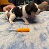 BB-3 male beagle 