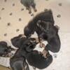 AKC Registered Rottweiler pups