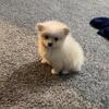 Pomeranian pups !