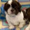 AKC male Shih Tzu Jet