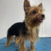 Yorkie male available in Tampa fl