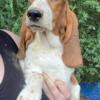 AKC Basset Puppies! 3 Beautiful Girls