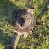 Working line German Shepherd Pups