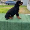 Rottweiler pups available!