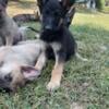 German shepherd puppies