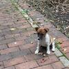 Purebred Jack Russell Puppies