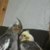 Cockatiel birds price negotiable