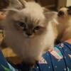 Older kittens Himalayan persian loving