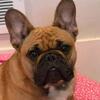 French bulldog