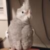 Whiteface female cockatiel