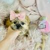 Shih tzu, Maltese, Chihuahua, Pomeranians, Poodles, Yorkies, Morkies and more