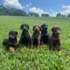 Doberman Pinscher Puppies 50/50 Euro American