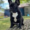 6 month old French bulldog forever home