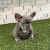 Lilac and Tan Female French Bulldog