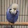 English Budgies Show Quality (Banded)