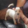 Adorable 7 week old Jack Russell Puppies