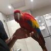 Hand reared baby Male Scarlet Macaw