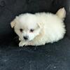 Pomchi female puppy 