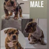 Merle Exotic Bully Pups AVAILABLE