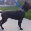 Cane Corso female iccf registered searching for a iccf registered male