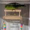 male lineolated parakeets