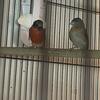 Bonded pair of red siskins