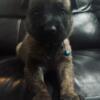 High drive Dutch Shepherd puppies available now