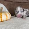 Brindled Merle female 