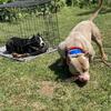 American Bully Stud