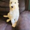 F1B GOLDENDOODLE THOR