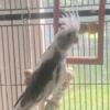 Two cockatiels need home