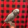 Female Congo African Gray 9 yrs old