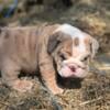 Handsome lilac Merle tri English Bulldog  boy