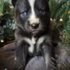 Christmas Wolfdog Puppies!