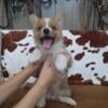 Corgi Puppies Ready Now! Only 2 boys left! $900