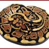 Ball Python Male