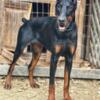 AKC Female Doberman Pinscher