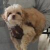 Precious Cavapoo Female Puppy