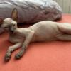 Peterbald available  in NY