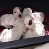 PITBULL PUPPIES FOR SALE