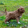 Gorgeous Cavoodle Puppies, Adelaide Hills SA, registered breeder