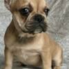 Female French bulldog